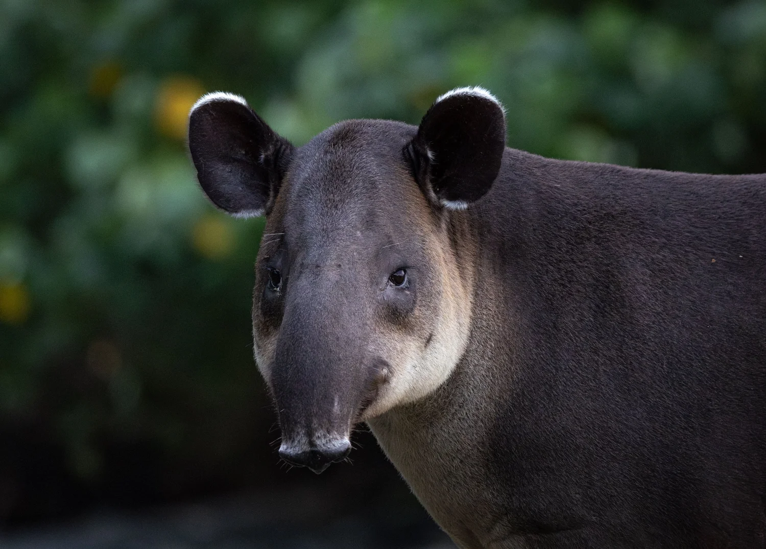 EDGE Species