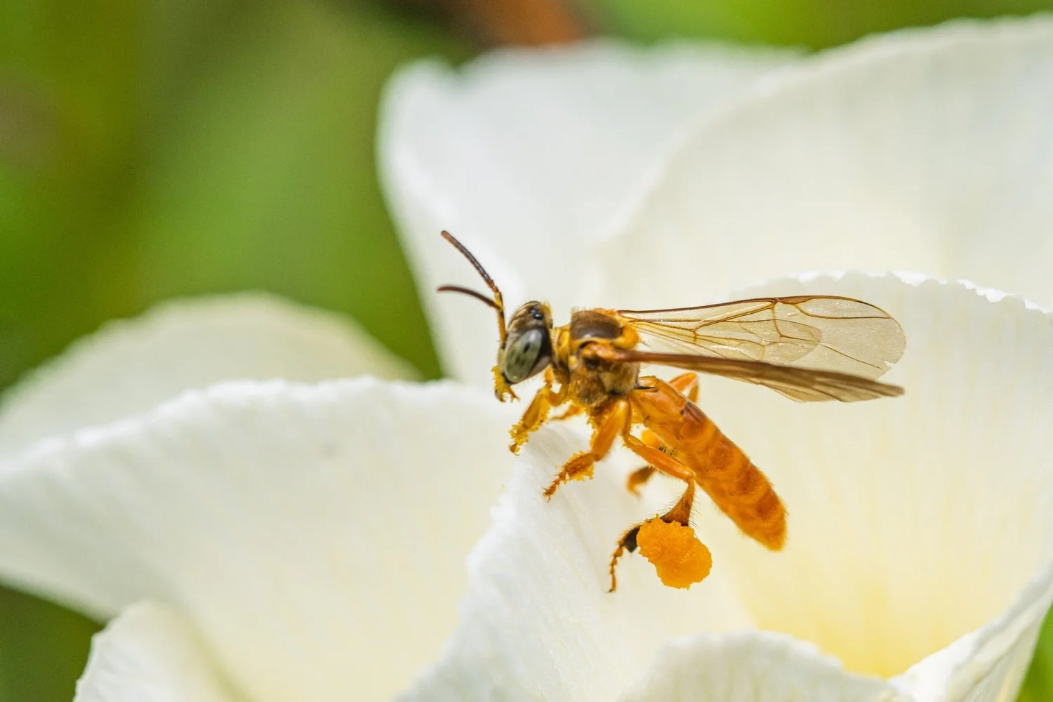 Stingless Bees